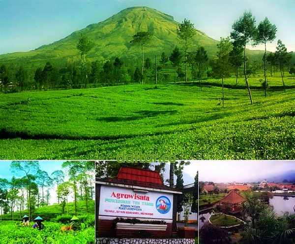 Agrowisata Tambi Tours And Travels Liburan Murah Paket Tour Paket